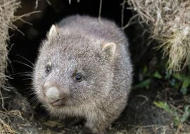 Lais Puzzle - Ein Wombat (Vombatus ursinus)-Baby (Joey), das aus seinem Bau im Grasland kommt - Cradle Mountain, Tasmanien Australien - 500 & 1.000 Teile