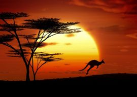 Lais Puzzle - Känguru im Sonnenuntergang, Australien - 500 & 1.000 Teile