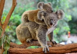 Lais Puzzle - Koala mit Baby auf dem Rücken - 500 & 1.000 Teile