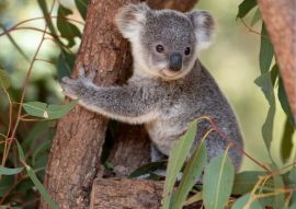 Lais Puzzle - Koala Joey umarmt einen Baumast - 500 & 1.000 Teile