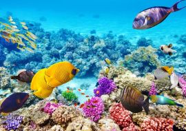 Lais Puzzle - Unterwasserwelt mit Korallen und tropischen Fischen, Queensland, Australien - 500 & 1.000 Teile