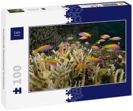 Lais Puzzle - Korallenriff, Queensland, Australien - 100 Teile