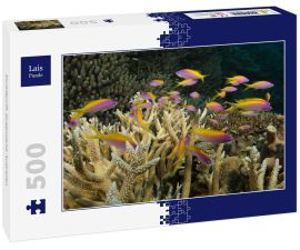 Lais Puzzle - Korallenriff, Queensland, Australien - 500 Teile