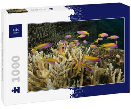Lais Puzzle - Korallenriff, Queensland, Australien - 1.000 Teile