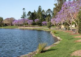 Lais Puzzle - Blühende Jacarandas säumen im Frühling die Seen an der University of Queensland, Australien - 500 & 1.000 Teile