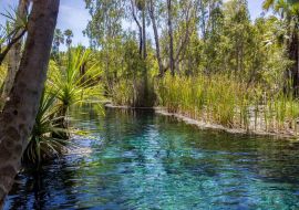 Lais Puzzle - Mataranka Hot Springs im Waterhouse River, Mataranka, Northern Territory, Australien - 500 & 1.000 Teile