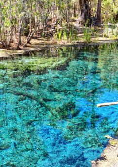 Lais Puzzle - Palmen am Mataranka River in Australien haben eine natürliche Schönheit mit schönem blauen Wasser, im Northern Territory, Australien - 500 & 1.000 Teile