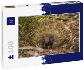 Lais Puzzle - Kangaroo Island, Südaustralien: Ameisenigel auf Nahrungssuche im australischen Busch - 100 Teile