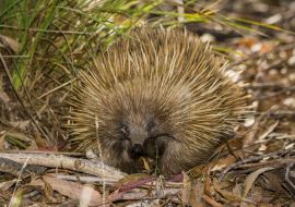 Lais Puzzle - Kangaroo Island, Südaustralien: Ameisenigel auf Nahrungssuche im australischen Busch - 500 & 1.000 Teile