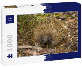 Lais Puzzle - Kangaroo Island, Südaustralien: Ameisenigel auf Nahrungssuche im australischen Busch - 1.000 Teile