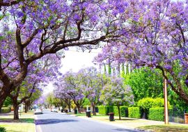 Lais Puzzle - Schöne lila Blume Jacaranda Baum gesäumten Straße in voller Blüte. Aufgenommen in Allinga Street, Glenside, Adelaide, South Australia - 500 & 1.000 Teile