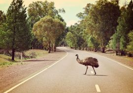 Lais Puzzle - Emu beim Überqueren der Straße im Flinders Ranges National Park, Australien - 500 & 1.000 Teile
