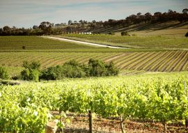 Lais Puzzle - Weingut Weinberge mit Reihen von konturierten Reben und Trauben, im Clare Valley, Südaustralien - 500 & 1.000 Teile