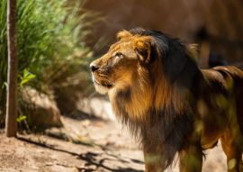 Lais Puzzle - Löwe im Zoo Adelaide, Australien - 500 & 1.000 Teile