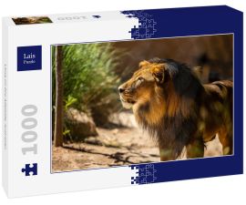 Lais Puzzle - Löwe im Zoo Adelaide, Australien - 1.000 Teile