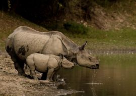 Lais Puzzle - Großes Indisches Nashorn und sein Kalb im Kaziranga National Park, Indien - 500 & 1.000 Teile