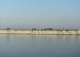 Lais Puzzle - Blick auf Büffel auf der Insel Majuli, der größten Flussinsel der Welt, Assam Indien - 500 & 1.000 Teile