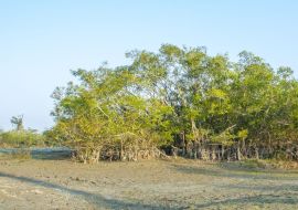 Lais Puzzle - Eine Pflanzenlandschaft im Dibru-Saikhowa-Nationalpark, Indien - 500 & 1.000 Teile