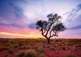 Lais Puzzle - Ein Hakea-Baum steht allein im australischen Outback während des Sonnenuntergangs. Pilbara-Region, Westaustralien, Australien - 500 & 1.000 Teile