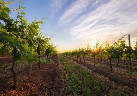 Lais Puzzle - Weingut Hunter Valley, Australien - 500 & 1.000 Teile