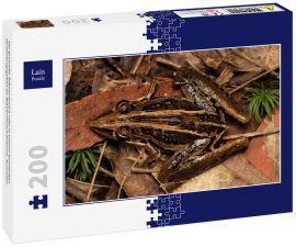 Lais Puzzle - Der gestreifte Raketenfrosch oder in seinem heimischen Verbreitungsgebiet als Raketenfrosch bekannt, Australien - 200 Teile