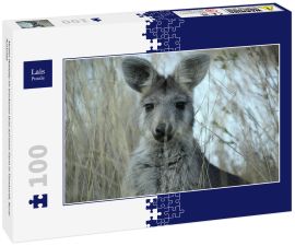 Lais Puzzle - Mutter Wallaby im trockenen Gras auf einer Farm in Tamworth, Rural Australia - 100 Teile