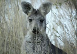 Lais Puzzle - Mutter Wallaby im trockenen Gras auf einer Farm in Tamworth, Rural Australia - 500 & 1.000 Teile