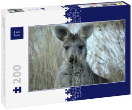 Lais Puzzle - Mutter Wallaby im trockenen Gras auf einer Farm in Tamworth, Rural Australia - 200 Teile