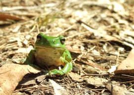 Lais Puzzle - Grüner Laubfrosch in der Laubstreu des Waldes, Australien - 500 & 1.000 Teile