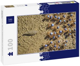 Lais Puzzle - Krötenfisch auf der Jagd nach Soldatenkrabben am Uferrand zum Mittagessen - 100 Teile