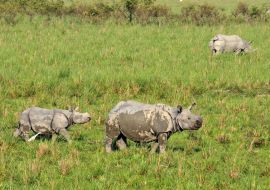 Lais Puzzle - Ein gehörntes Nashorn auf der Wiese des Pobitora Wildlife Sanctuary, Indien - 500 & 1.000 Teile