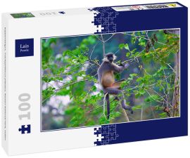 Lais Puzzle - Kappenlangur, Trachypithecus pileatus, Nameri National Park, Indien - 100 Teile