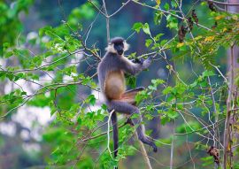Lais Puzzle - Kappenlangur, Trachypithecus pileatus, Nameri National Park, Indien - 500 & 1.000 Teile
