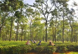 Lais Puzzle - Teegartenarbeiterinnen pflücken Teeblätter in Assam - Indien - 500 & 1.000 Teile