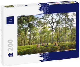 Lais Puzzle - Teegartenarbeiterinnen pflücken Teeblätter in Assam - Indien - 200 Teile