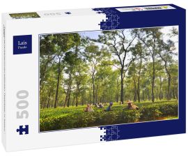 Lais Puzzle - Teegartenarbeiterinnen pflücken Teeblätter in Assam - Indien - 500 Teile