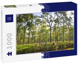 Lais Puzzle - Teegartenarbeiterinnen pflücken Teeblätter in Assam - Indien - 1.000 Teile