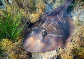 Lais Puzzle - Südlicher Zitterrochen ruhend auf dem Meeresgrund der Port Phillip Bay in Melbourne, Australien - 500 & 1.000 Teile