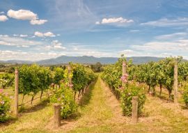 Lais Puzzle - Reihen von Reben in einem Weinberg im Yarra Valley - Yarra Glen, Victoria, Australien - 500 & 1.000 Teile