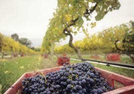 Lais Puzzle - Schwarze Trauben in Kiste auf Weinberg Yarra Valley Victoria Australien - 500 & 1.000 Teile