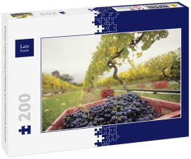 Lais Puzzle - Schwarze Trauben in Kiste auf Weinberg Yarra Valley Victoria Australien - 200 Teile