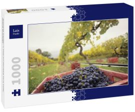 Lais Puzzle - Schwarze Trauben in Kiste auf Weinberg Yarra Valley Victoria Australien - 1.000 Teile