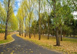 Lais Puzzle - Englische Bäume und Boden mit Herbstlaub bedeckt, Yarra Valley, Tarrawarra, Melbourne, Australien - 500 & 1.000 Teile