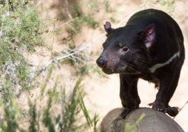 Lais Puzzle - Tasmanien Teufel Nahaufnahme Porträt, Australien - 500 & 1.000 Teile