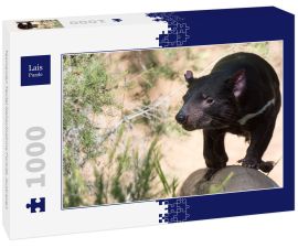 Lais Puzzle - Tasmanien Teufel Nahaufnahme Porträt, Australien - 1.000 Teile