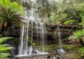Lais Puzzle - Russell Falls liegt in Tasmanien, Australien. Er befindet sich in einem üppigen, grünen Regenwald.  - 500 & 1.000 Teile