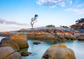 Lais Puzzle - Ein einzelner Baum wächst auf einem Granitfelsen in der Bay of Fires, an der Ostküste von Tasmanien, Australien - 500 & 1.000 Teile