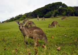 Lais Puzzle - Kängurus in der Nähe eines Pazifikstrandes in Australien - 500 & 1.000 Teile