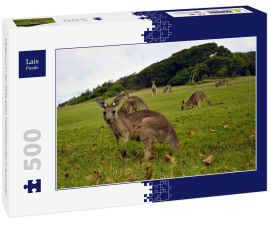 Lais Puzzle - Kängurus in der Nähe eines Pazifikstrandes in Australien - 500 Teile