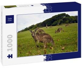 Lais Puzzle - Kängurus in der Nähe eines Pazifikstrandes in Australien - 1.000 Teile